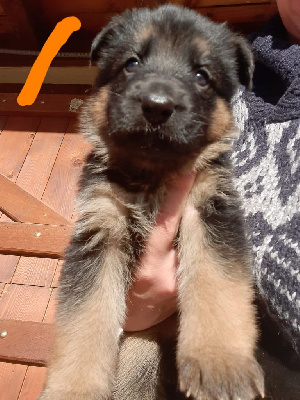 CHIOT