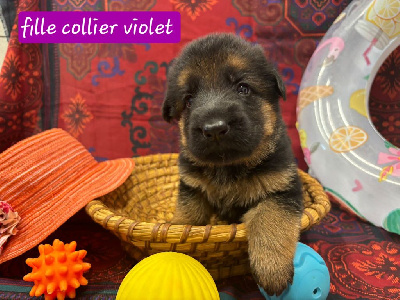 CHIOT