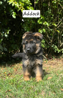 CHIOT