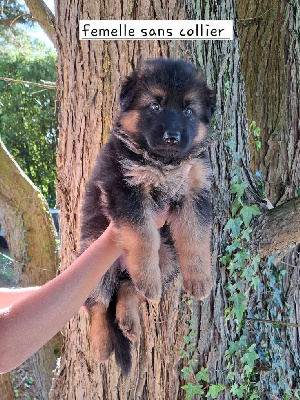 CHIOT 5