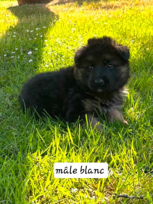 CHIOT 6