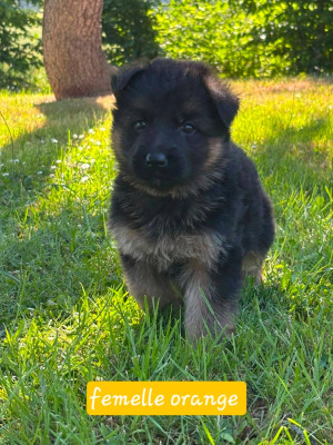CHIOT 3