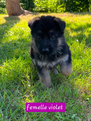 CHIOT 1