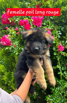 CHIOT 4