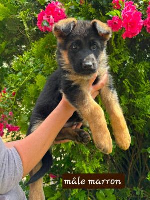CHIOT 7