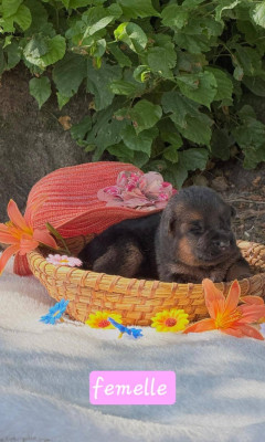 CHIOT 1