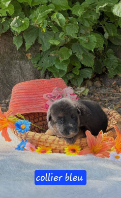 CHIOT 2
