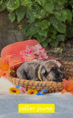 CHIOT 5