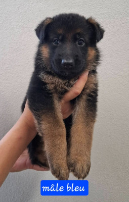 CHIOT 2