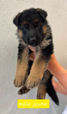 CHIOT 5