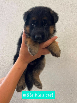 CHIOT 4