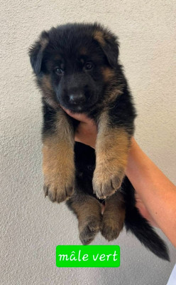 CHIOT 3