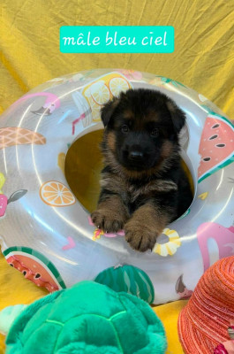 CHIOT 6