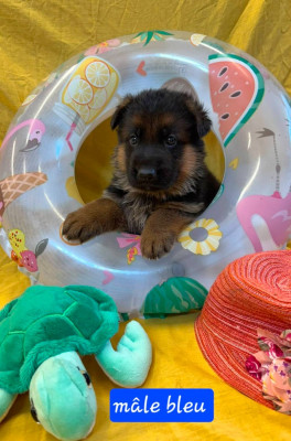 CHIOT 7