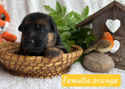 Chiot N°4