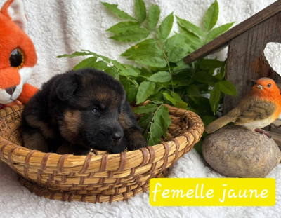 Chiot N°3