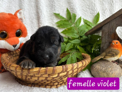 Chiot N°5