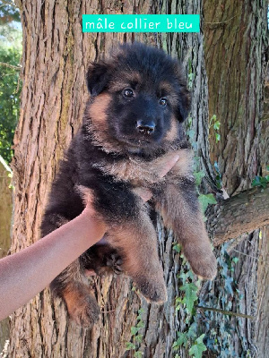 CHIOT 4