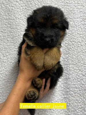CHIOT 6
