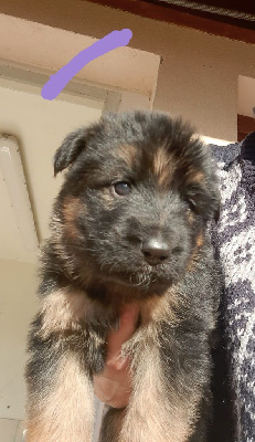 CHIOT