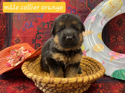 CHIOT