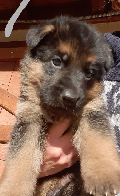 CHIOT