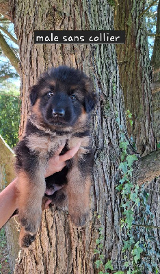 CHIOT 2