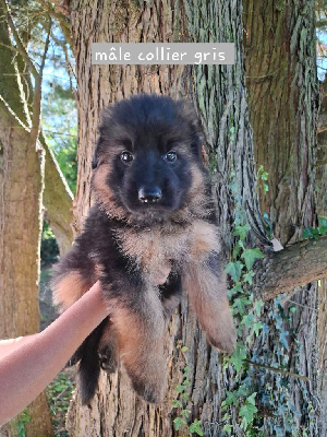 CHIOT 1
