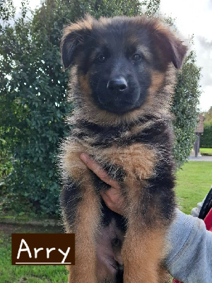 CHIOT 3