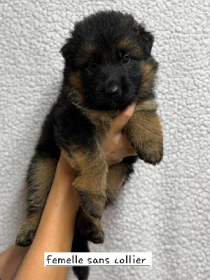CHIOT 5
