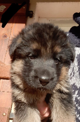CHIOT