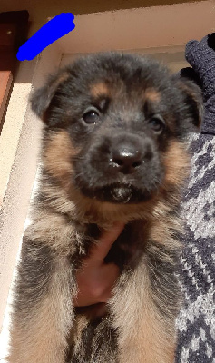 CHIOT