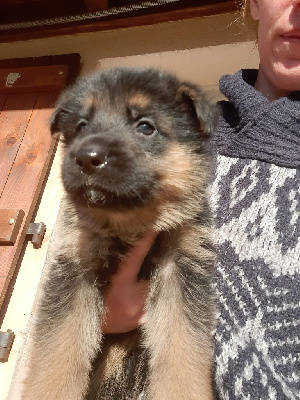 CHIOT