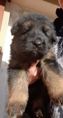 CHIOT
