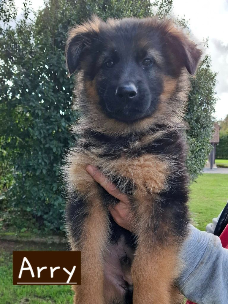 Du Clos De La Chanson - Chiots disponibles - Berger Allemand Poil Long