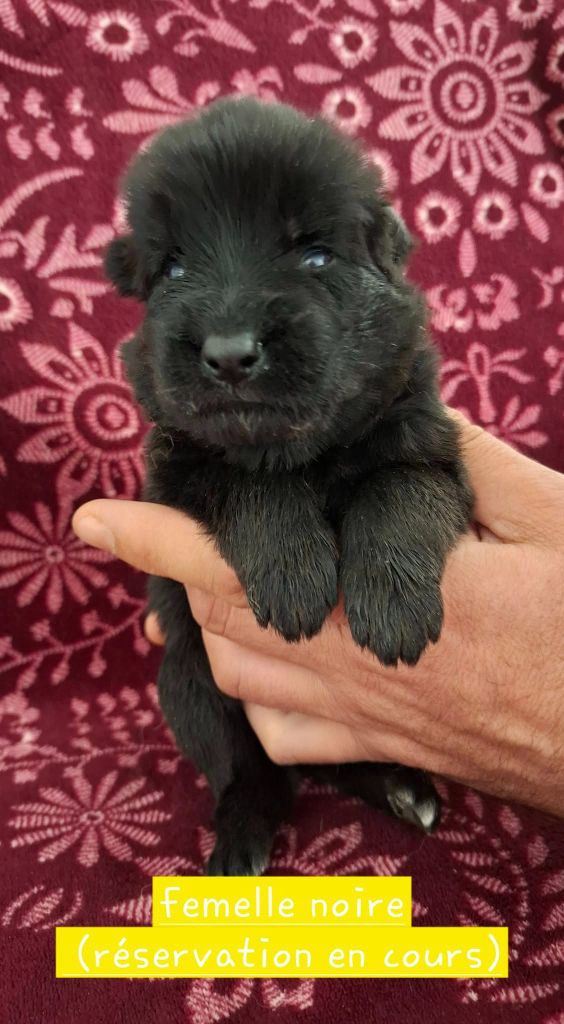 Du Clos De La Chanson - Chiots disponibles - Berger Allemand