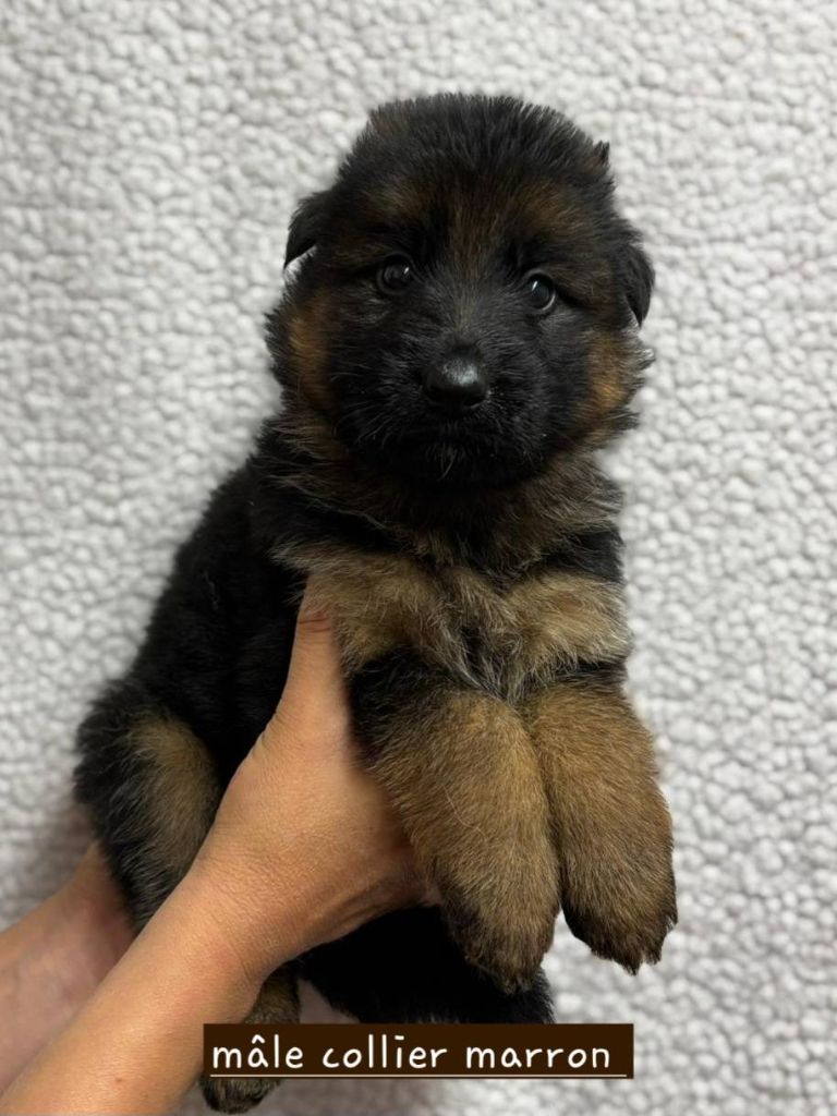 Du Clos De La Chanson - Chiots disponibles - Berger Allemand Poil Long