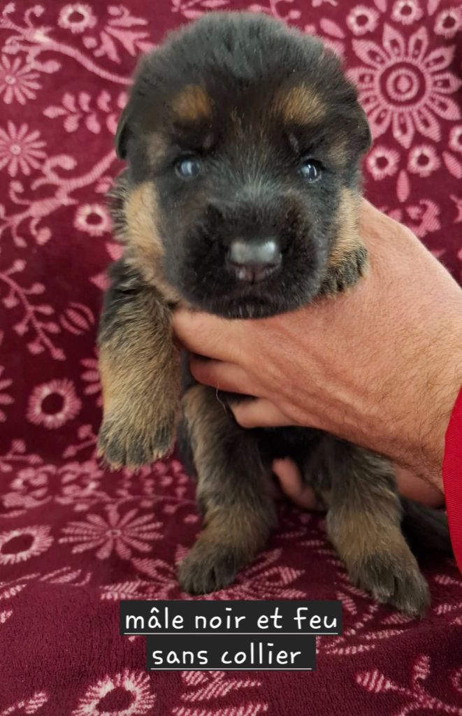 Du Clos De La Chanson - Chiots disponibles - Berger Allemand