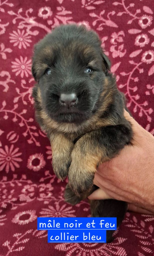 Du Clos De La Chanson - Chiots disponibles - Berger Allemand