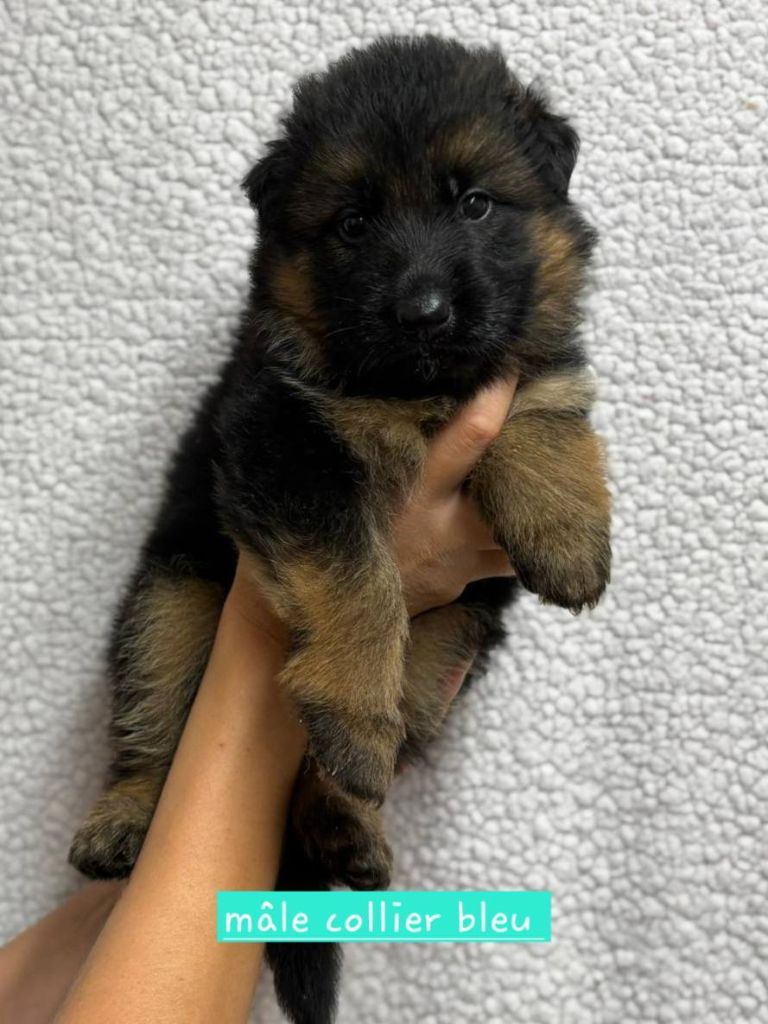 Du Clos De La Chanson - Chiots disponibles - Berger Allemand Poil Long