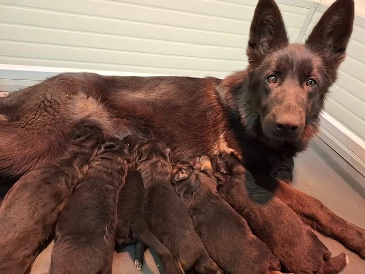 Chiot Berger Allemand Du Clos De La Chanson