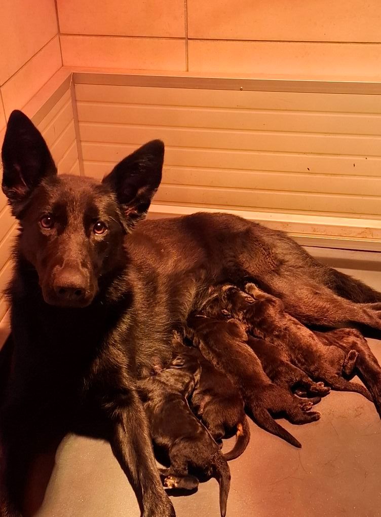 Chiot Berger Allemand Du Clos De La Chanson